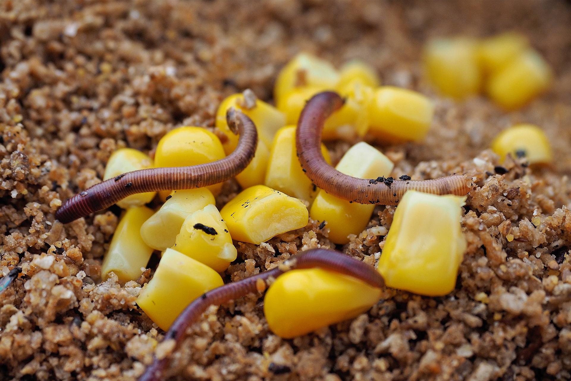 Rotwürmer und Mais zum Feedern