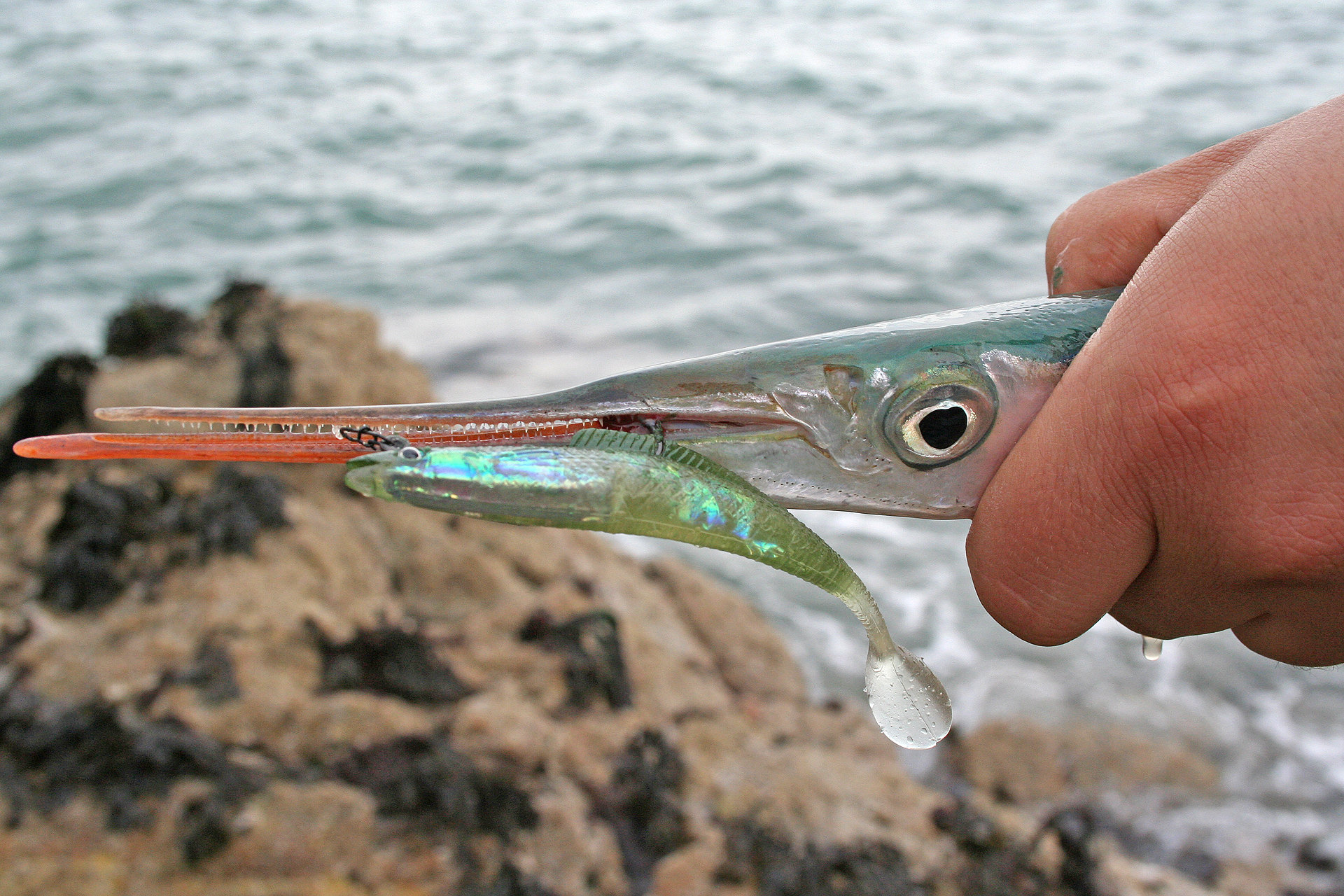 hornhecht angeln mit gummifisch