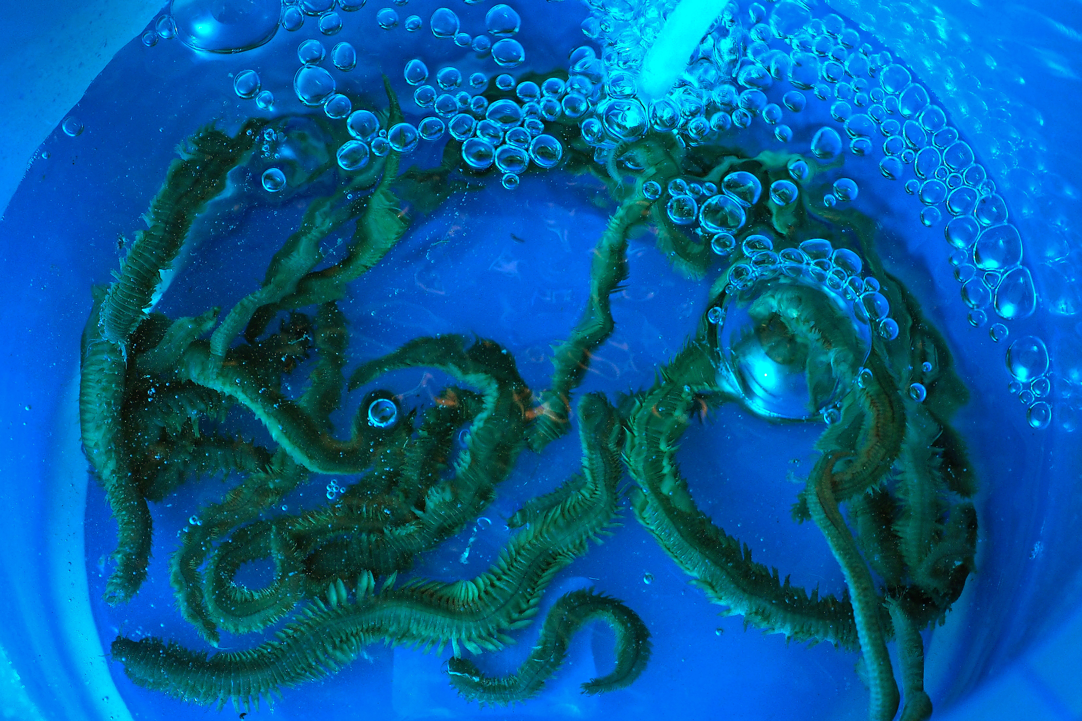 Seeringelwürmer aufbewahren und hältern