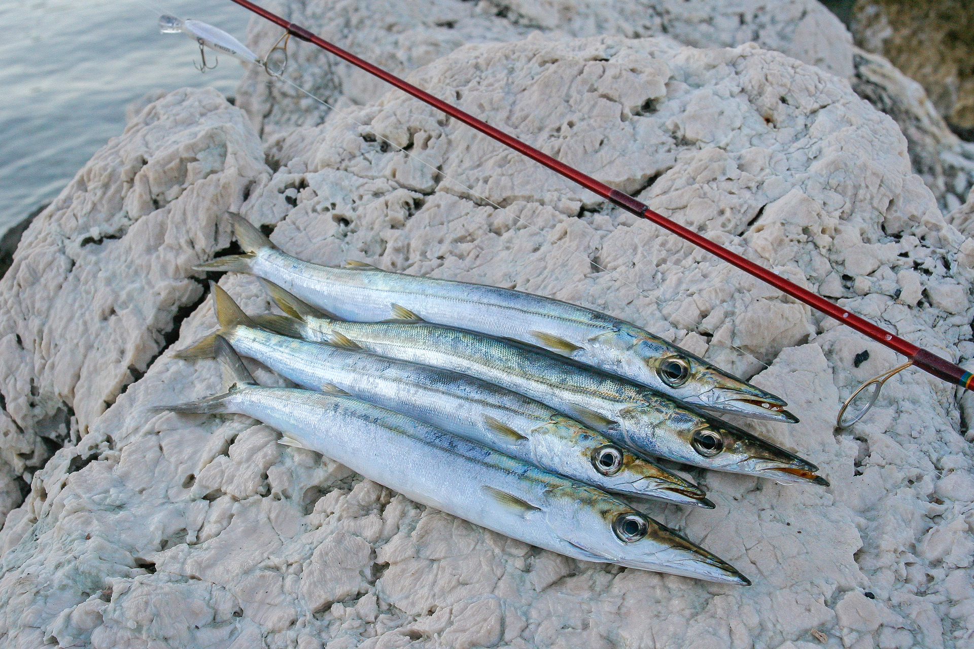 Barrakudas angeln am Mittelmeer
