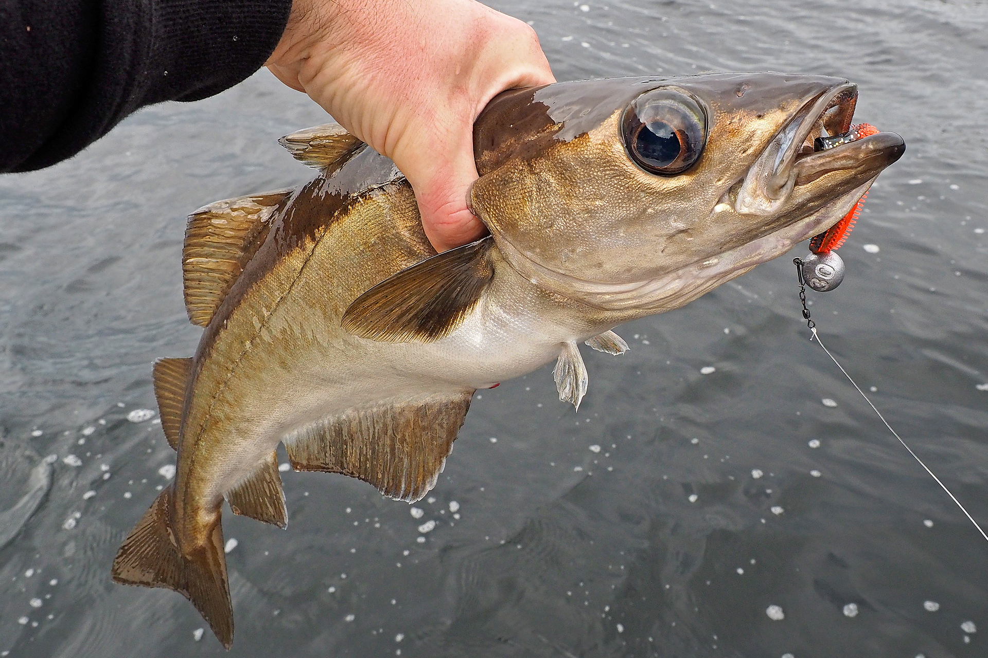Fischen in Norwegen auf Pollack