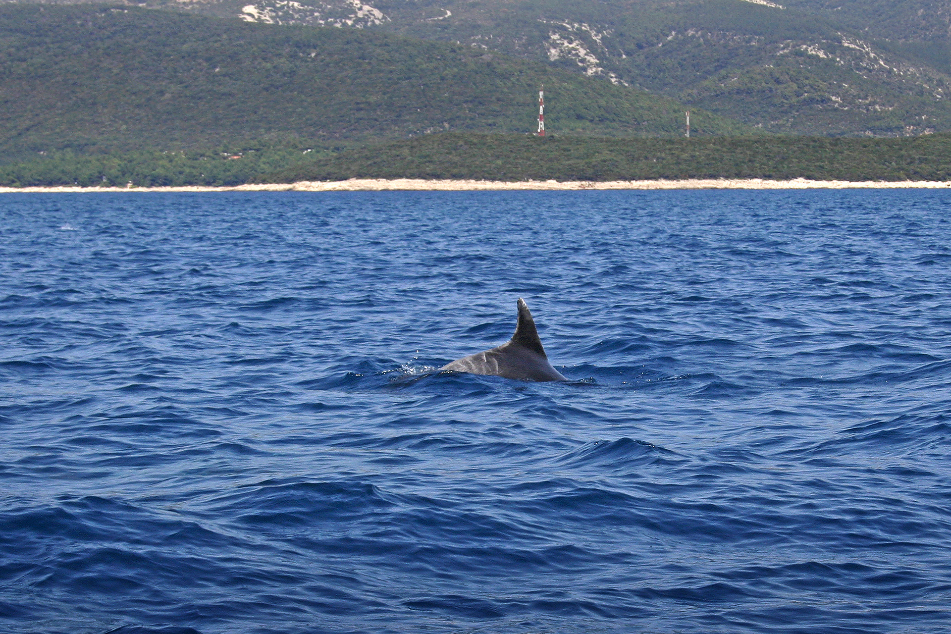 Delfine in Kroatien