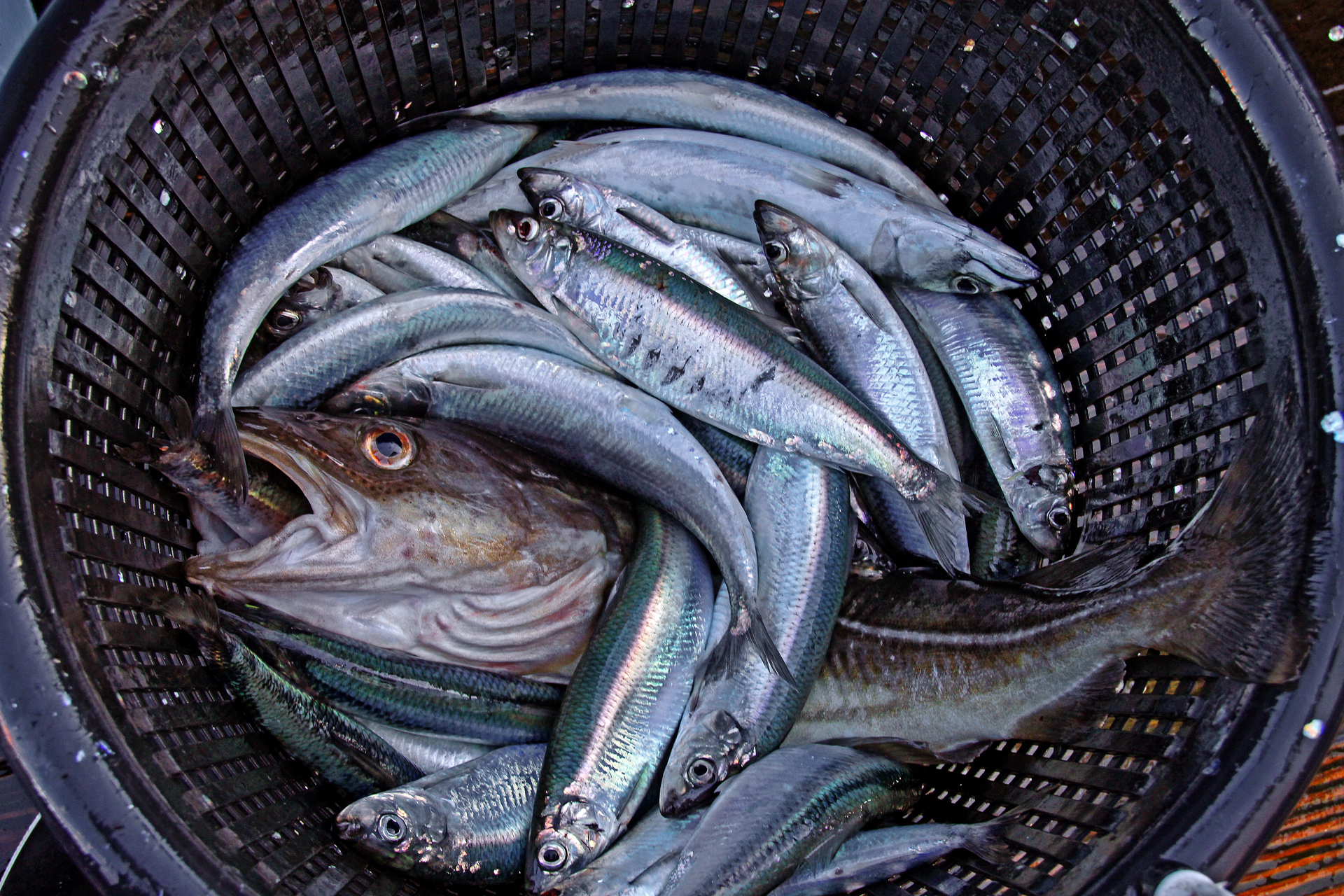 Dorsche und Heringe angeln im Øresund