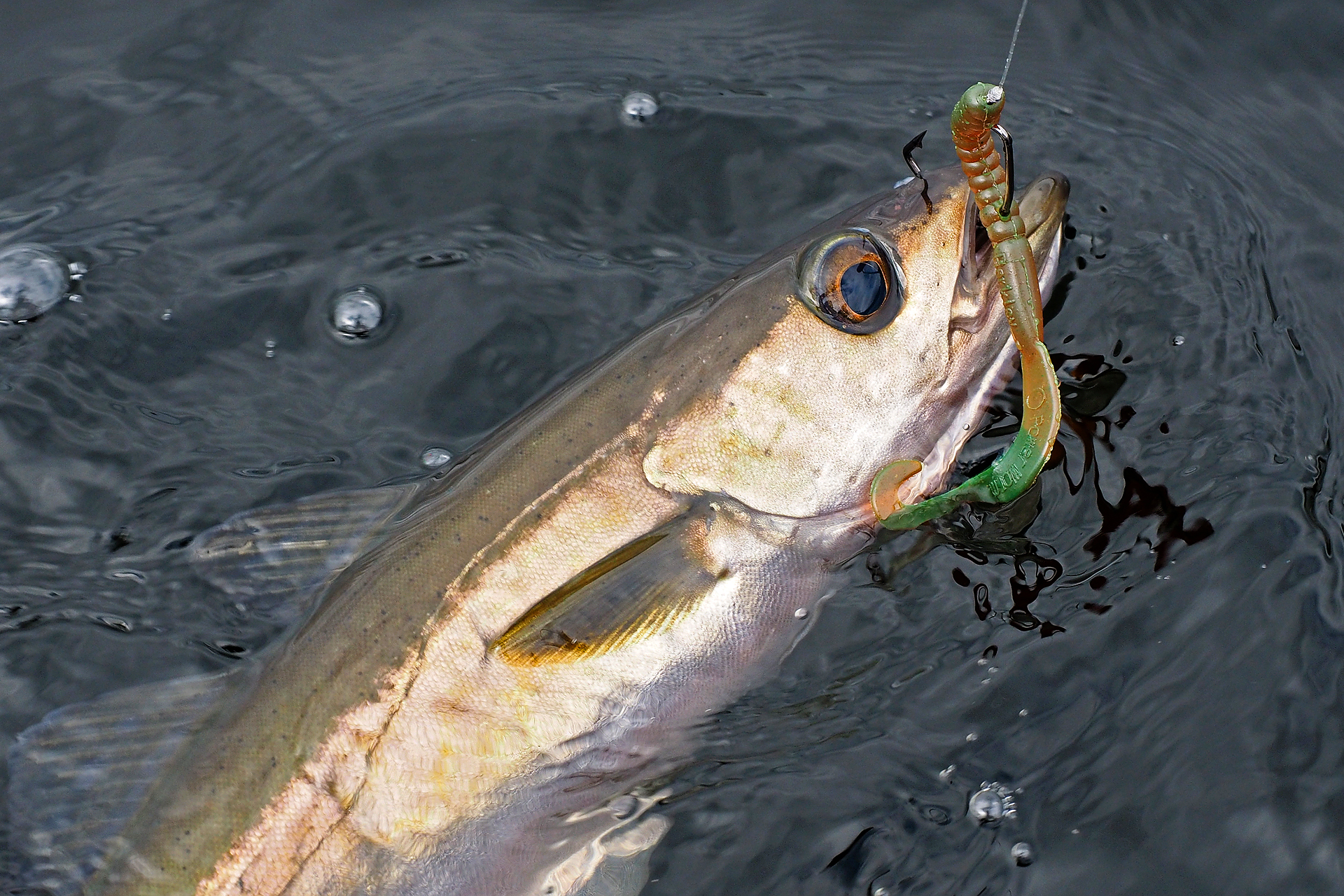 Pollack angeln mit Gummiwurm und Offset-Haken