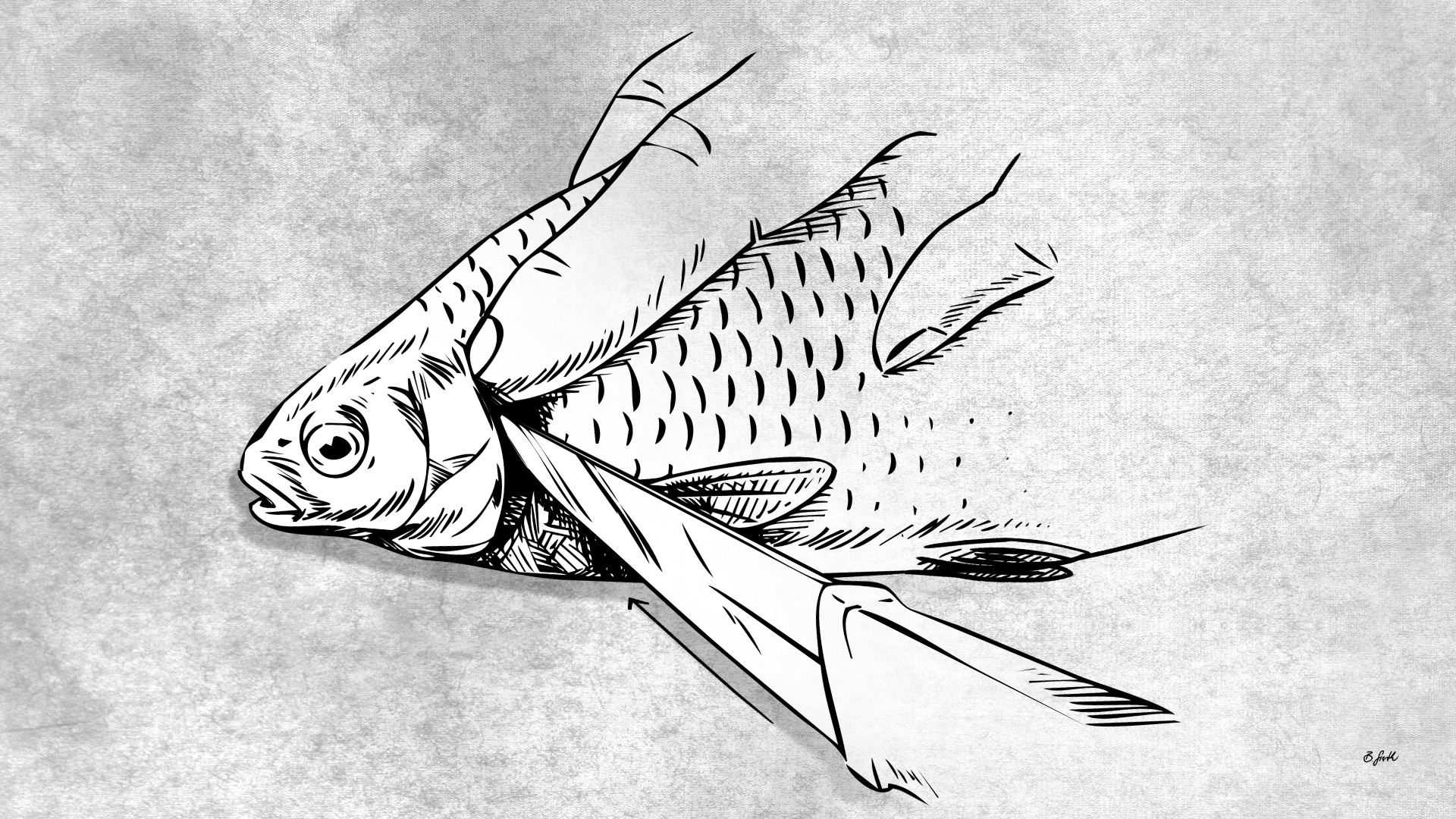 Fisch töten durch Kiemenschnitt