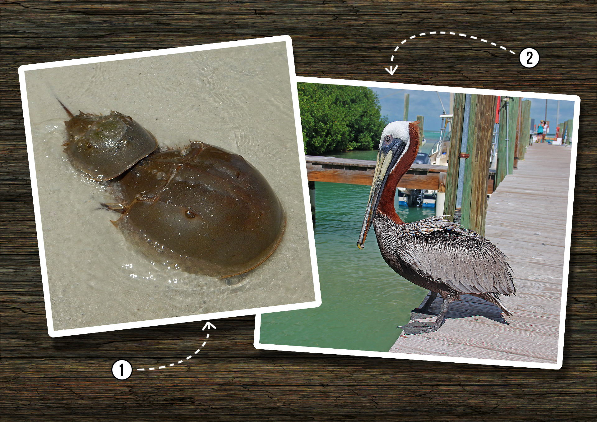 Pfeilschwanzkrebs und Pelikan in Florida