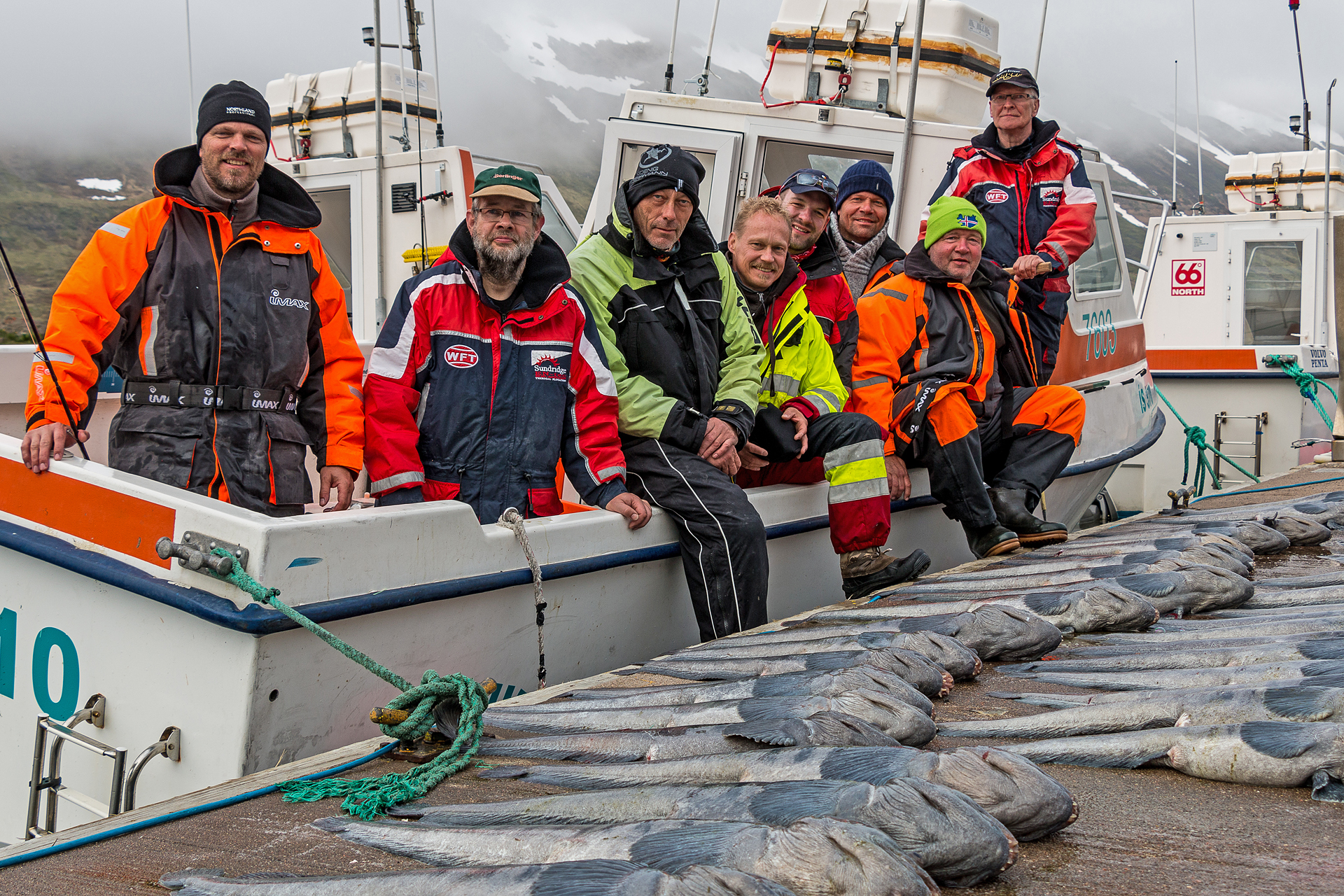 Steinbeißer angeln in Island