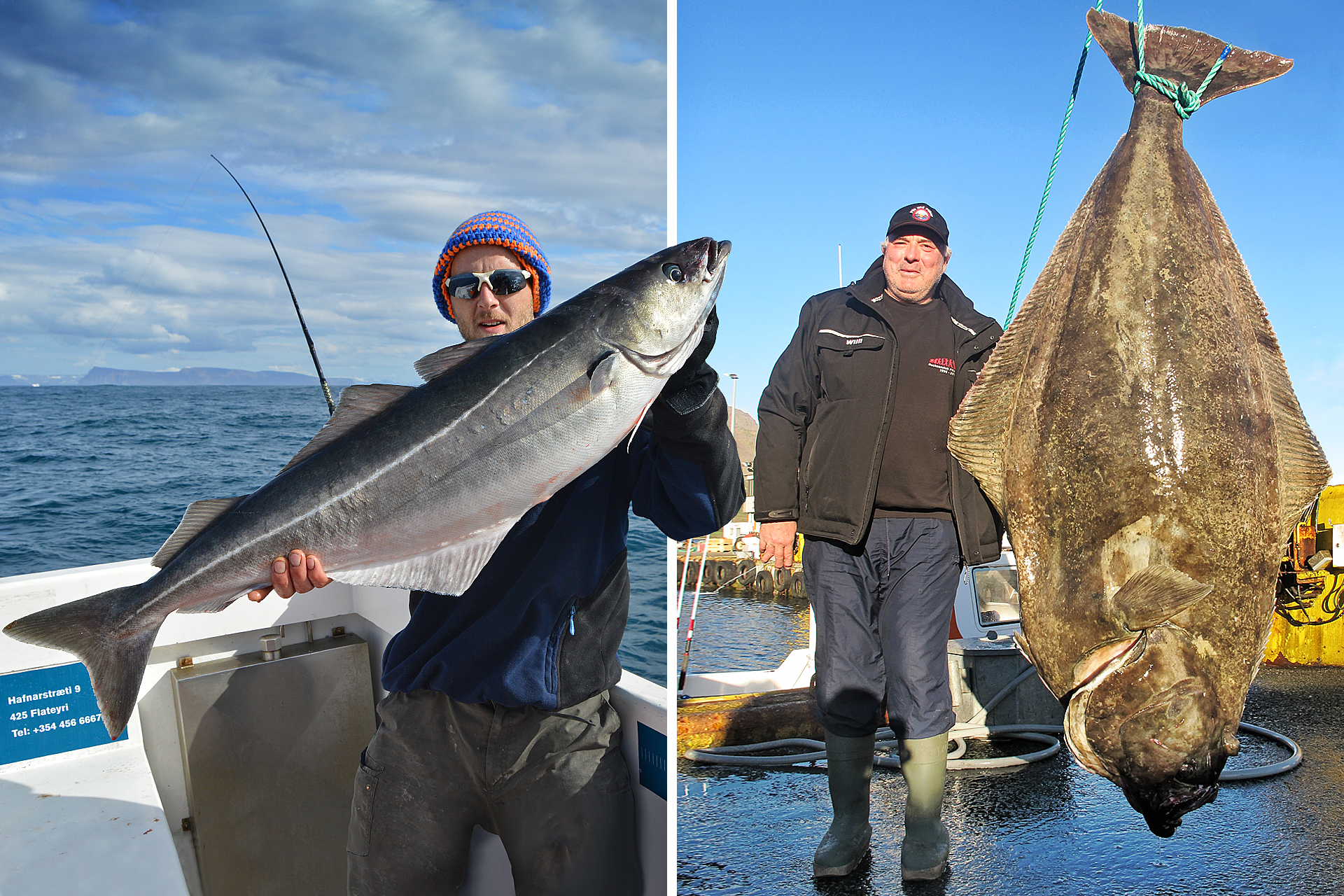Köhler und Heilbutt angeln in Island