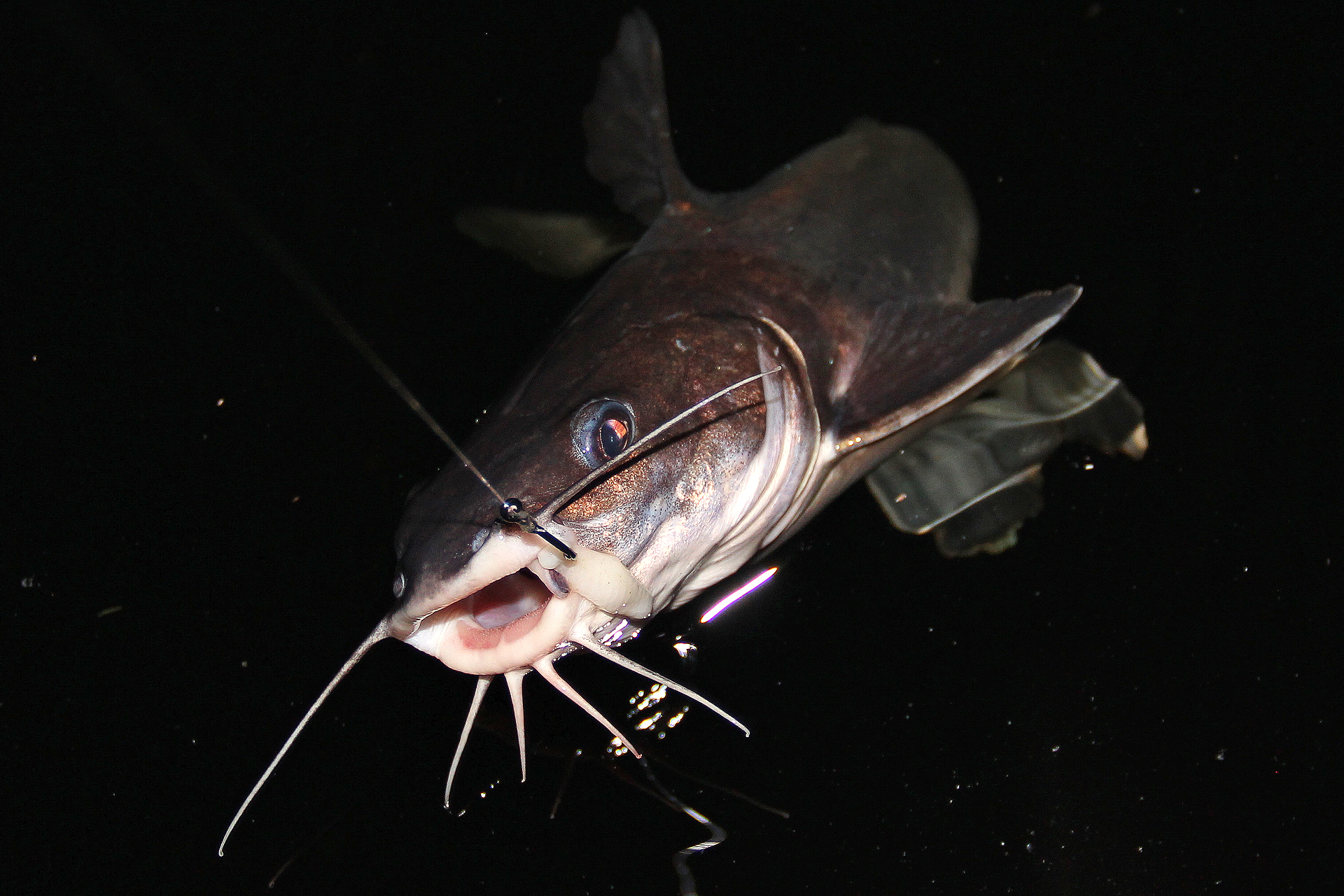 Angeln in Florida auf Hardhead Catfish