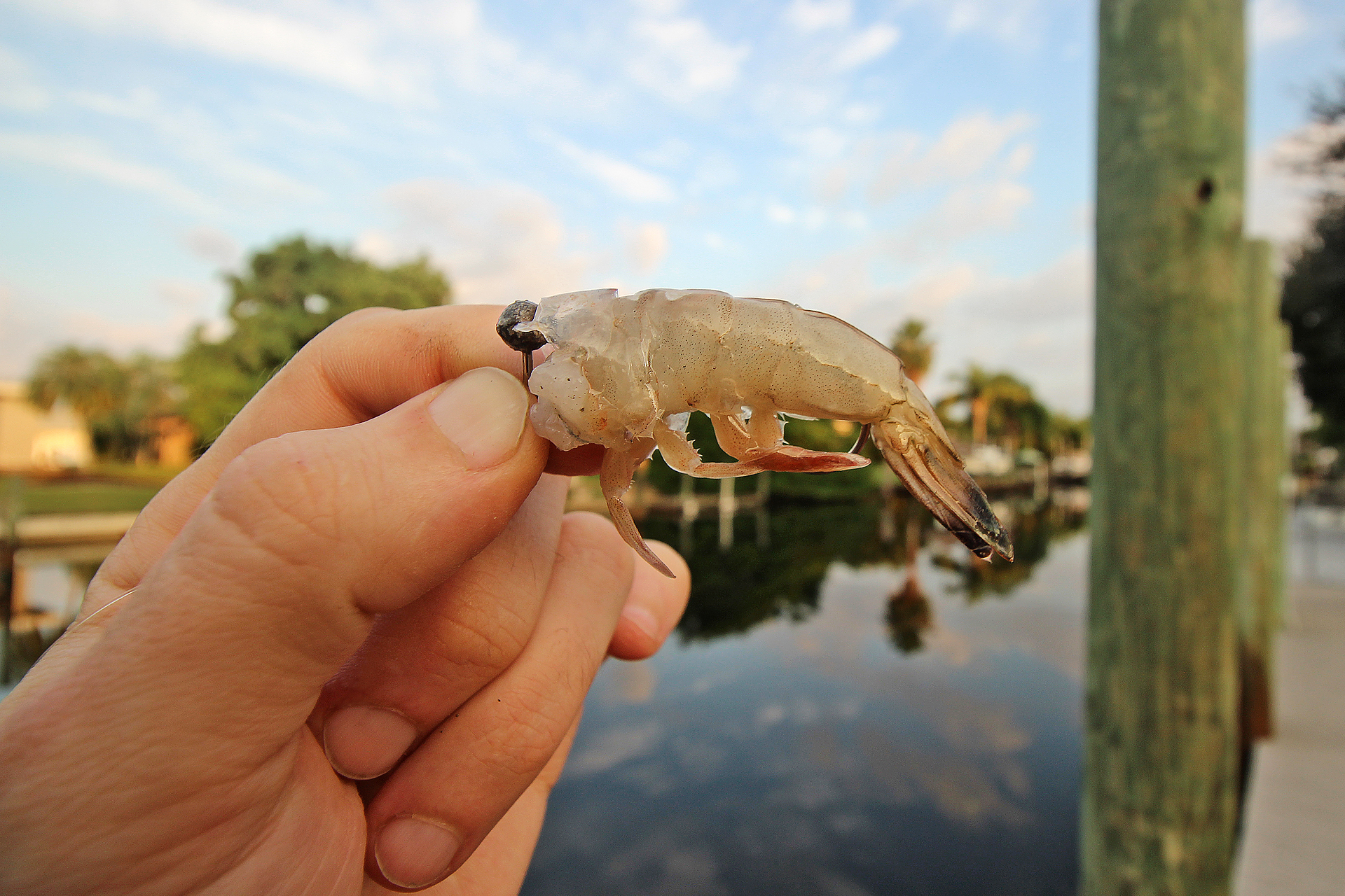 Angeln in Florida mit Shrimps am Jigkopf