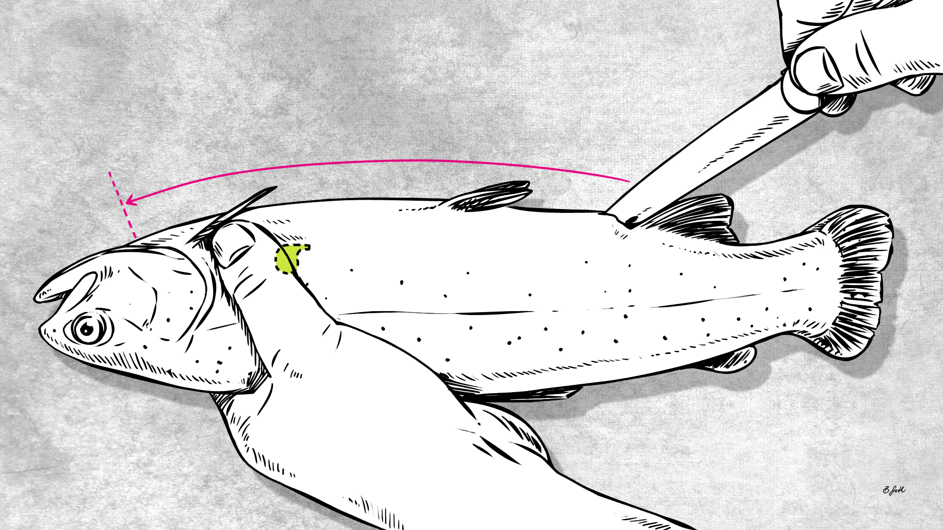 Anleitung zum richtigen Ausnehmen von Rundfischen