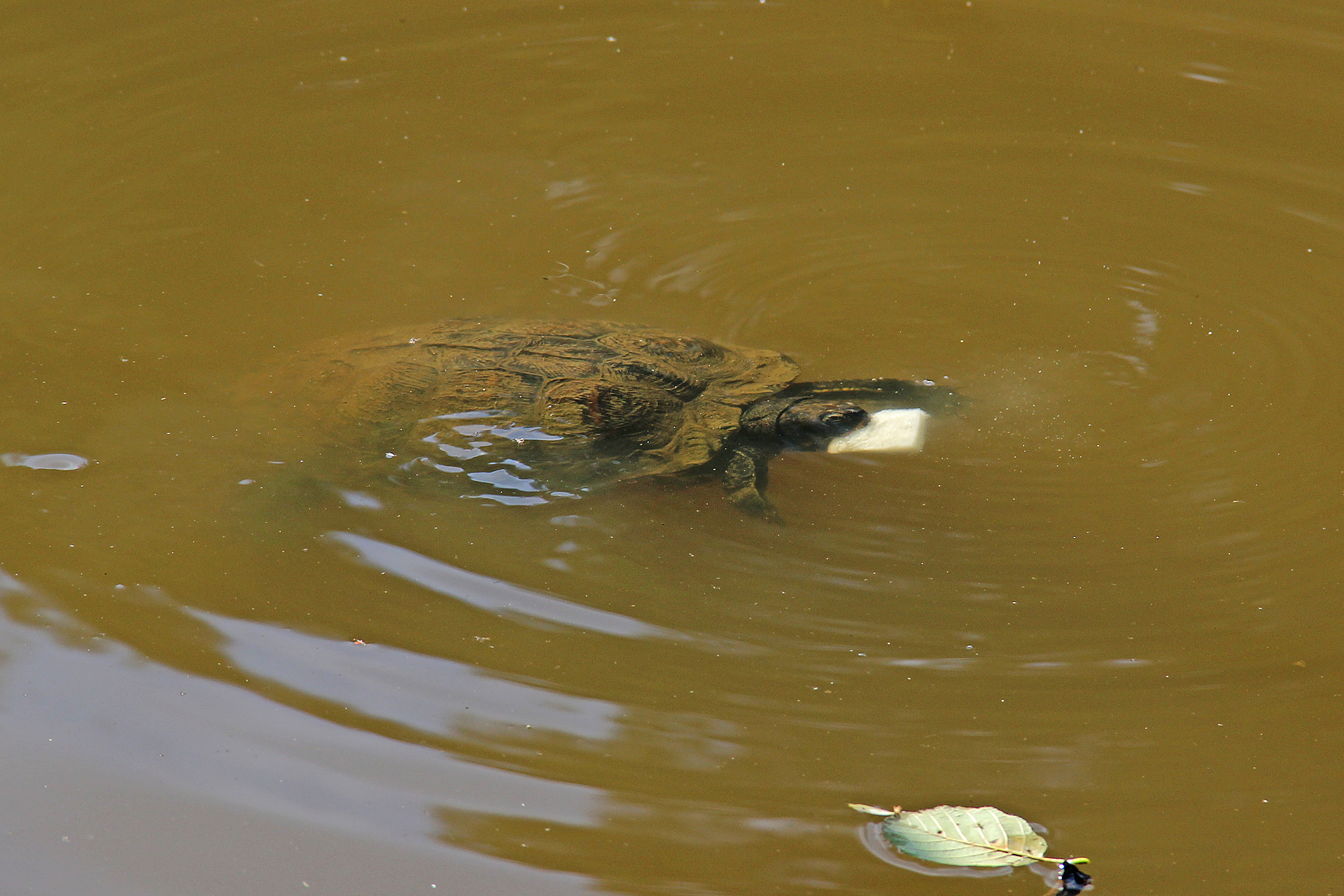 Schildkröte frisst Schwimmbrot