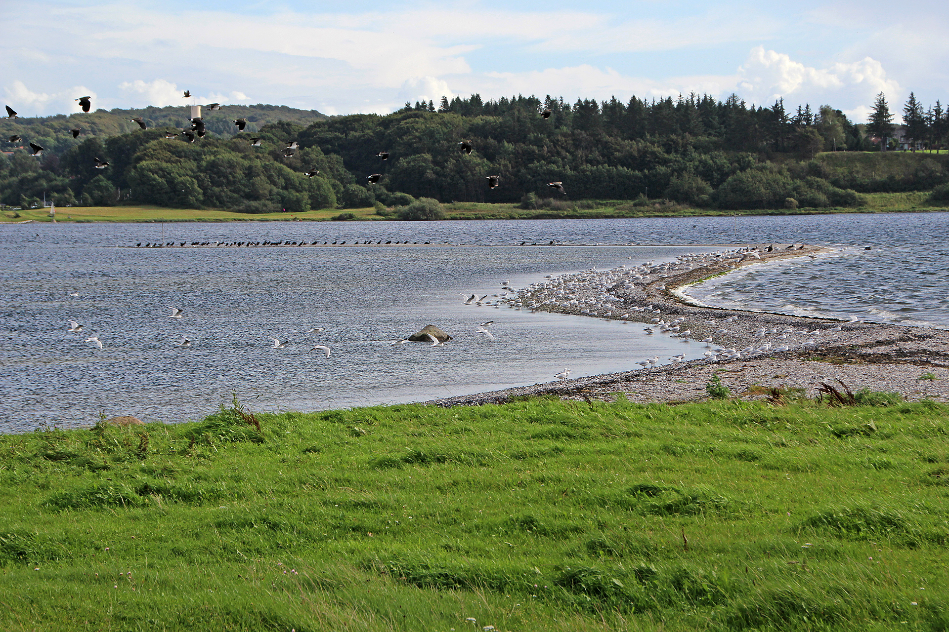 Meerforellenplatz Langsodde am Mariagerfjord