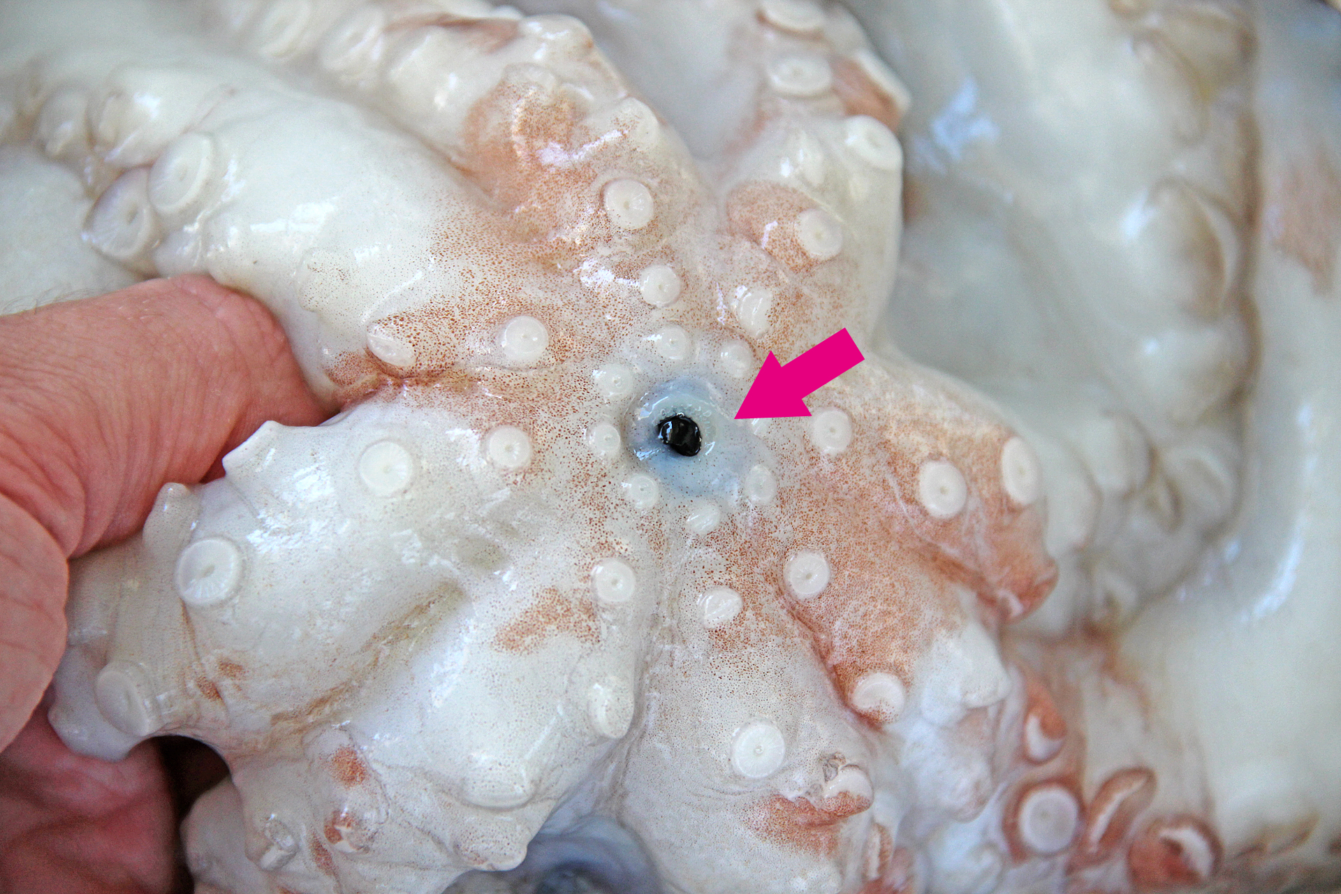 Kraken essen: die Mundwerkzeuge entfernen