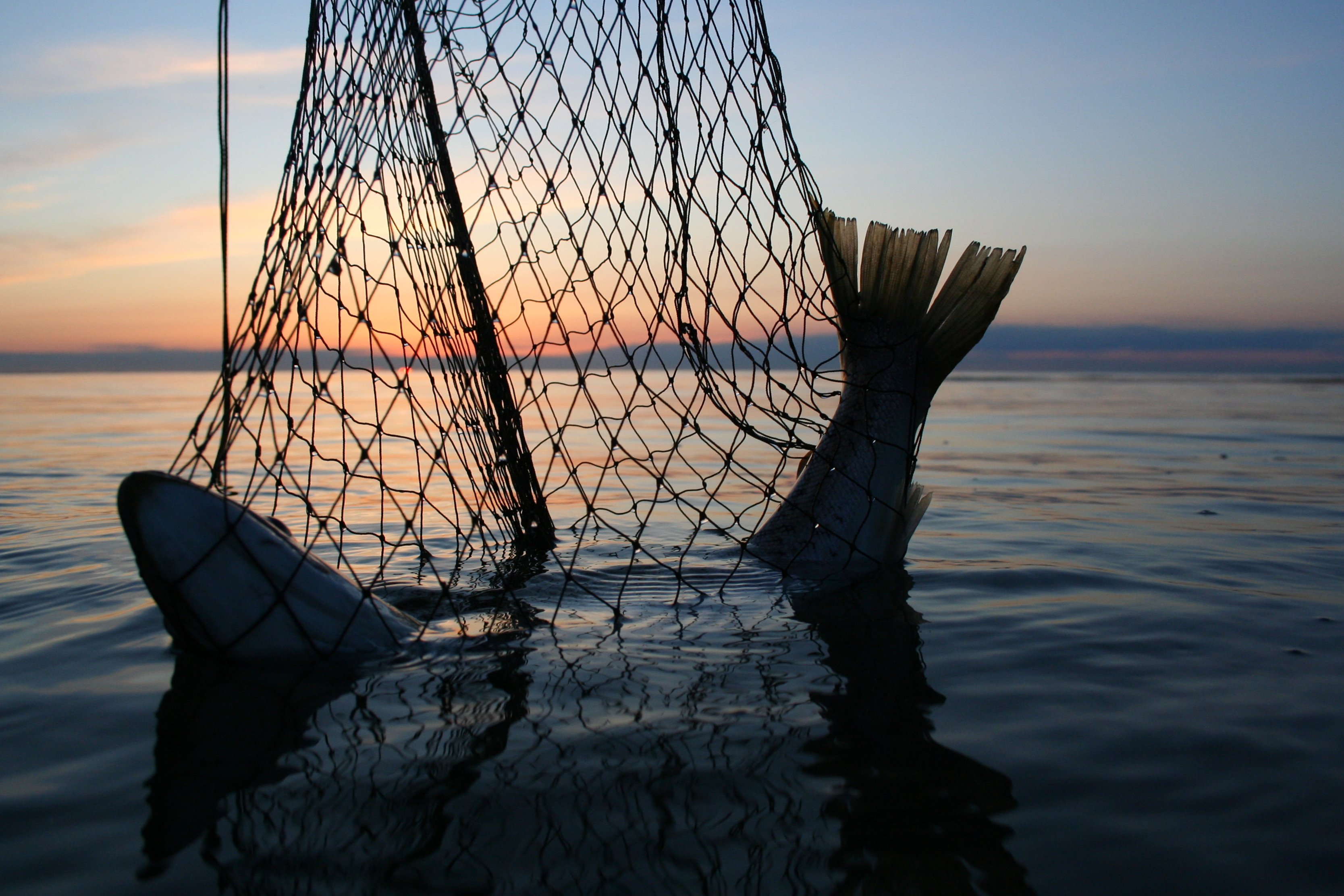 Meerforellen angeln Flensburg