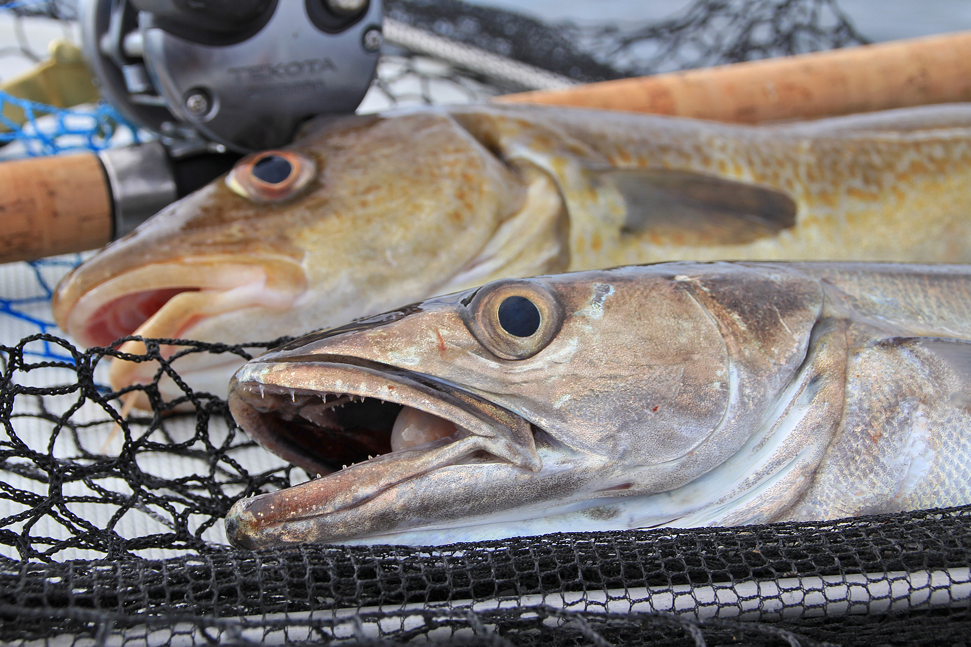 Auf Seehecht angeln in Südnorwegen