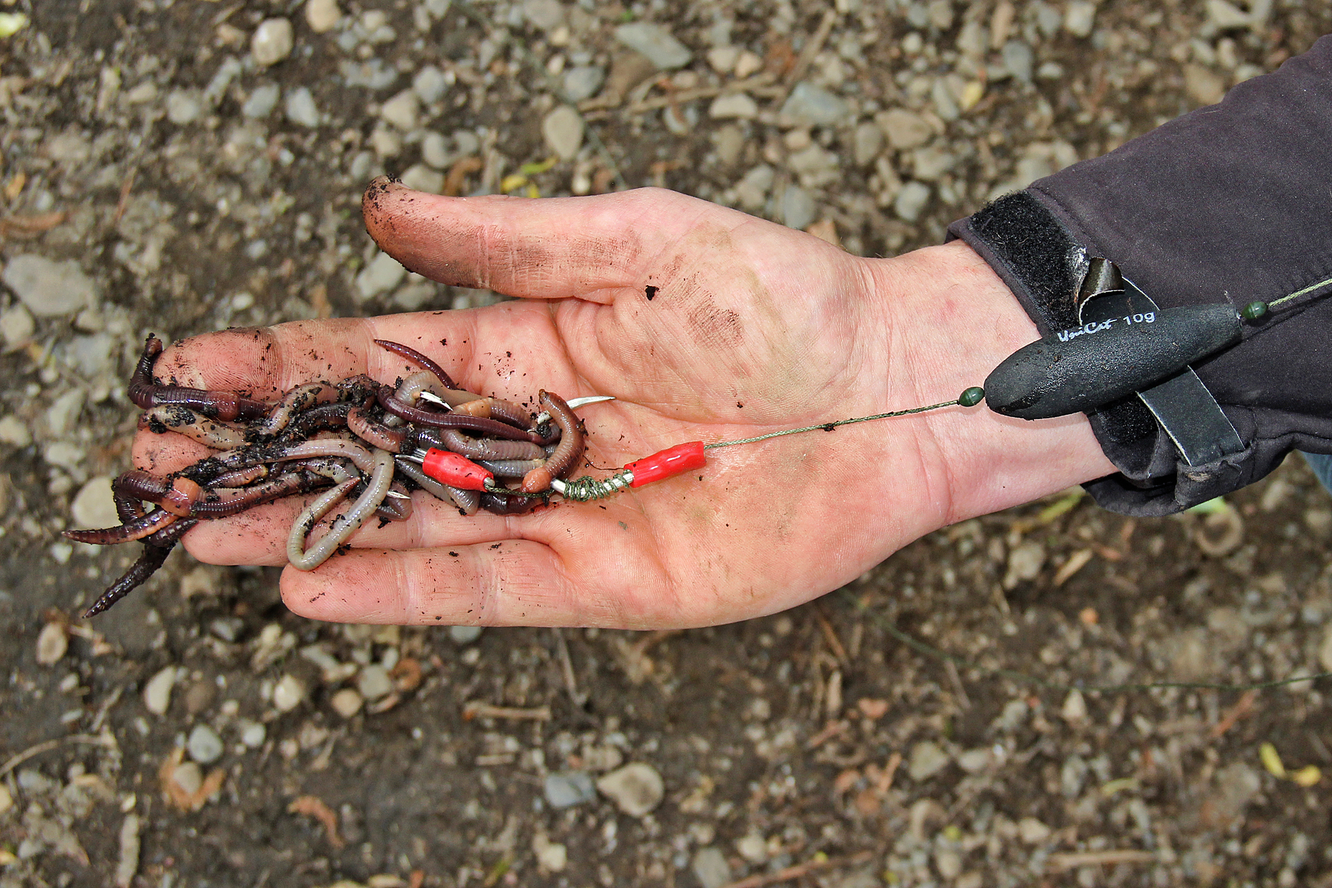 Waller angeln mit Tauwürmern an der U-Posenmontage
