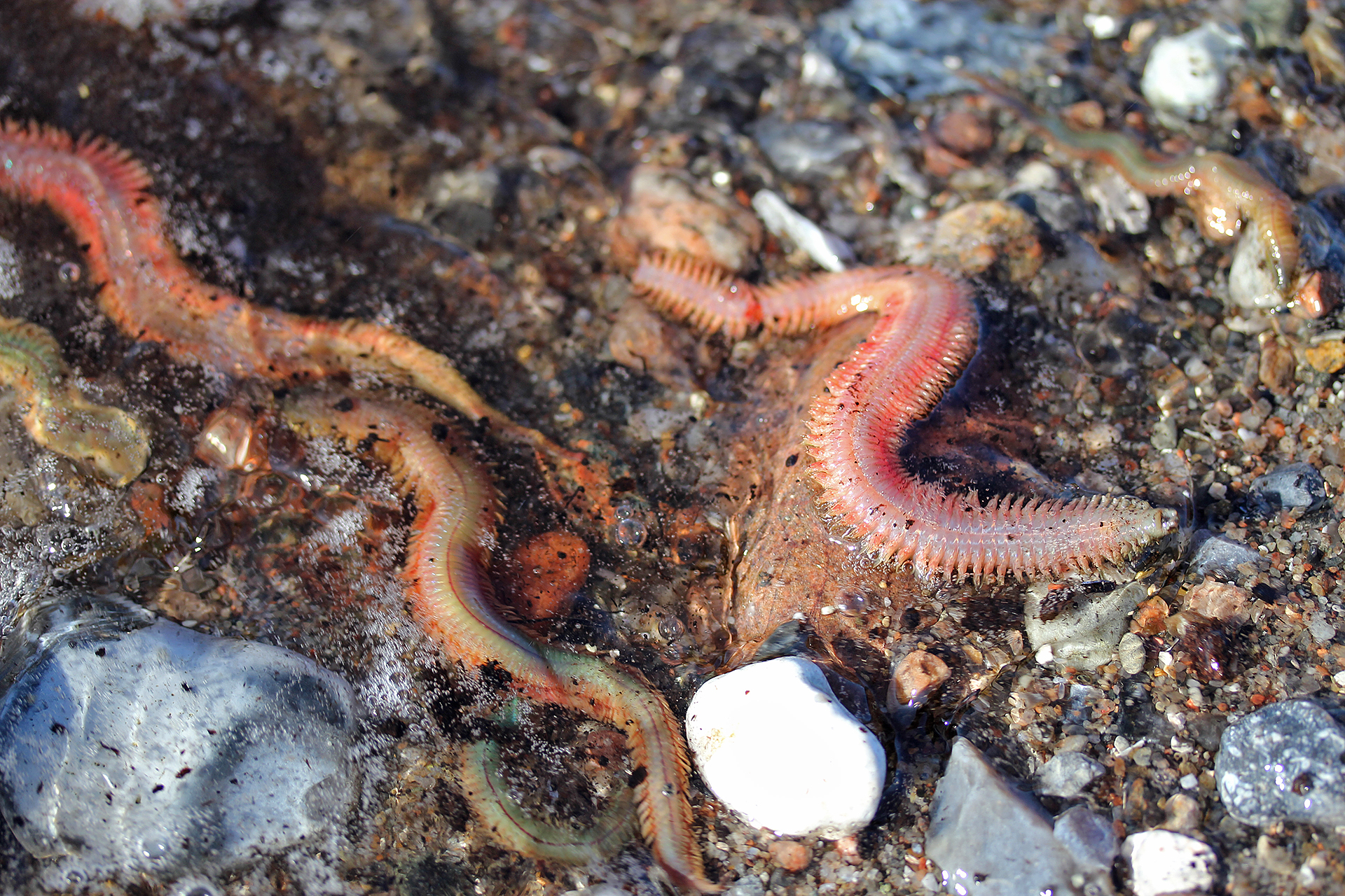 Seeringelwürmer am Strand