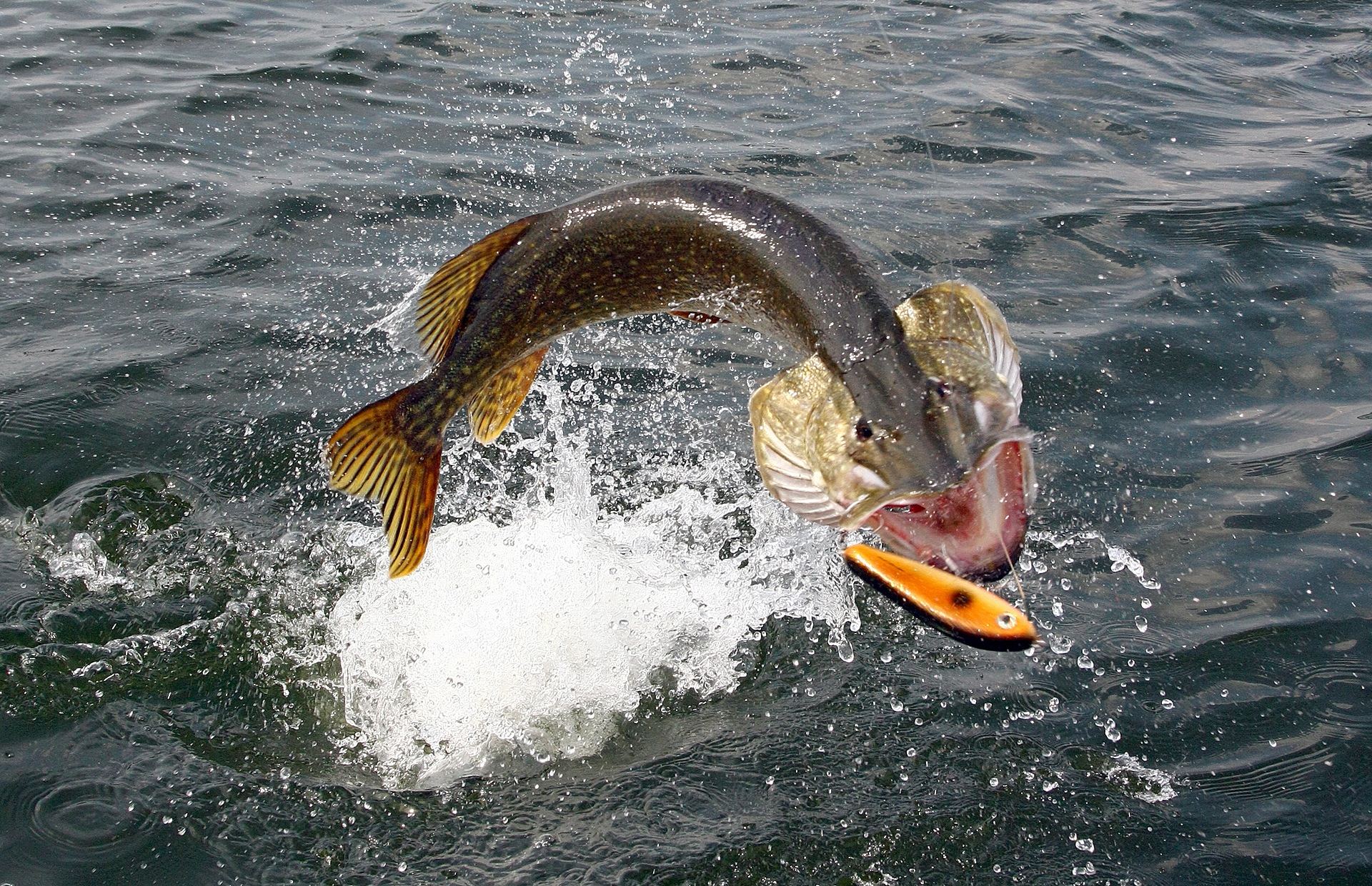 Поймать живую рыбу руками. Рыба выпрыгивает из воды. Рыбалка на щуку. Щука атакует. Мелководье рыбы.