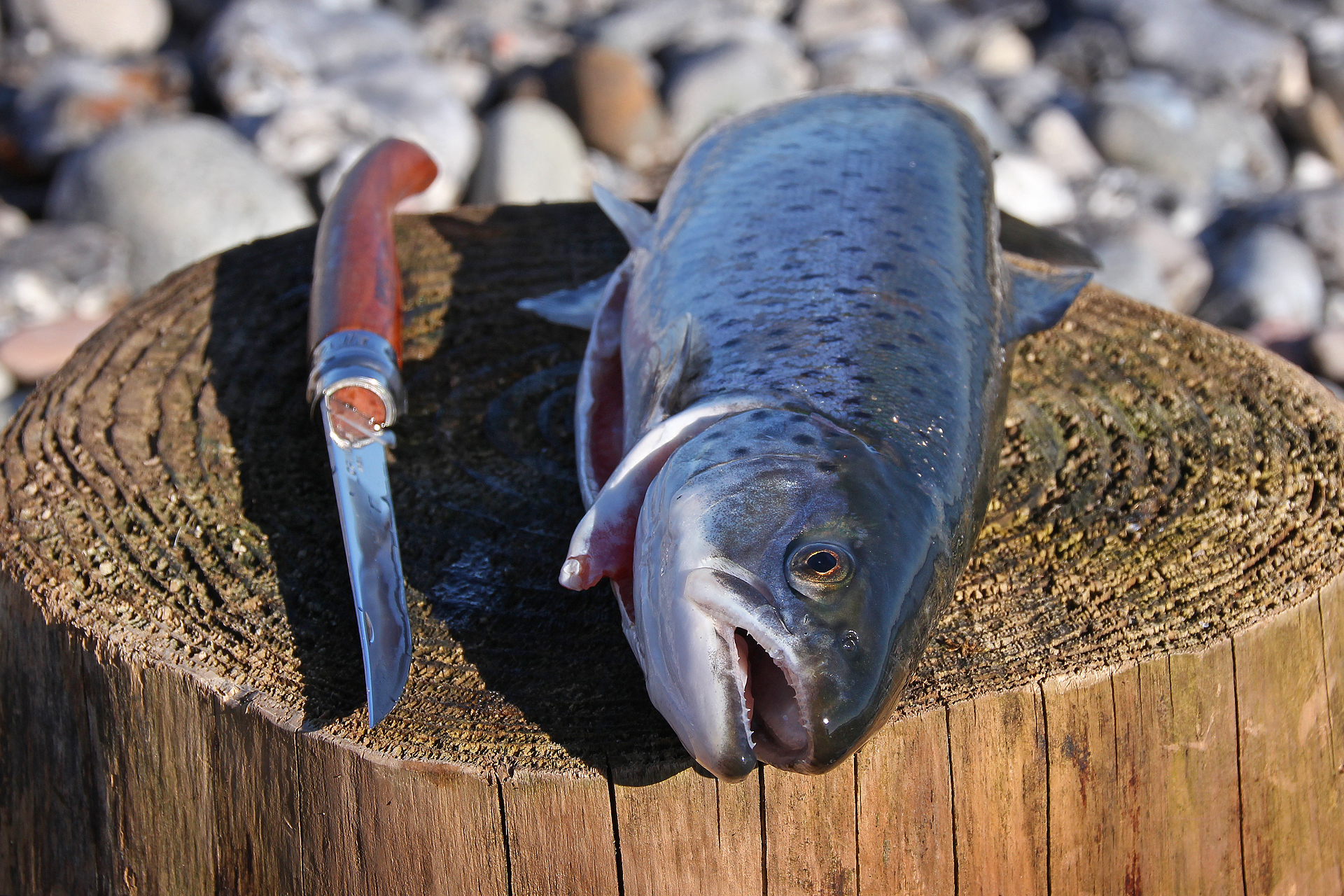 Wie tötet man einen Fisch? | DR. CATCH - besser angeln!