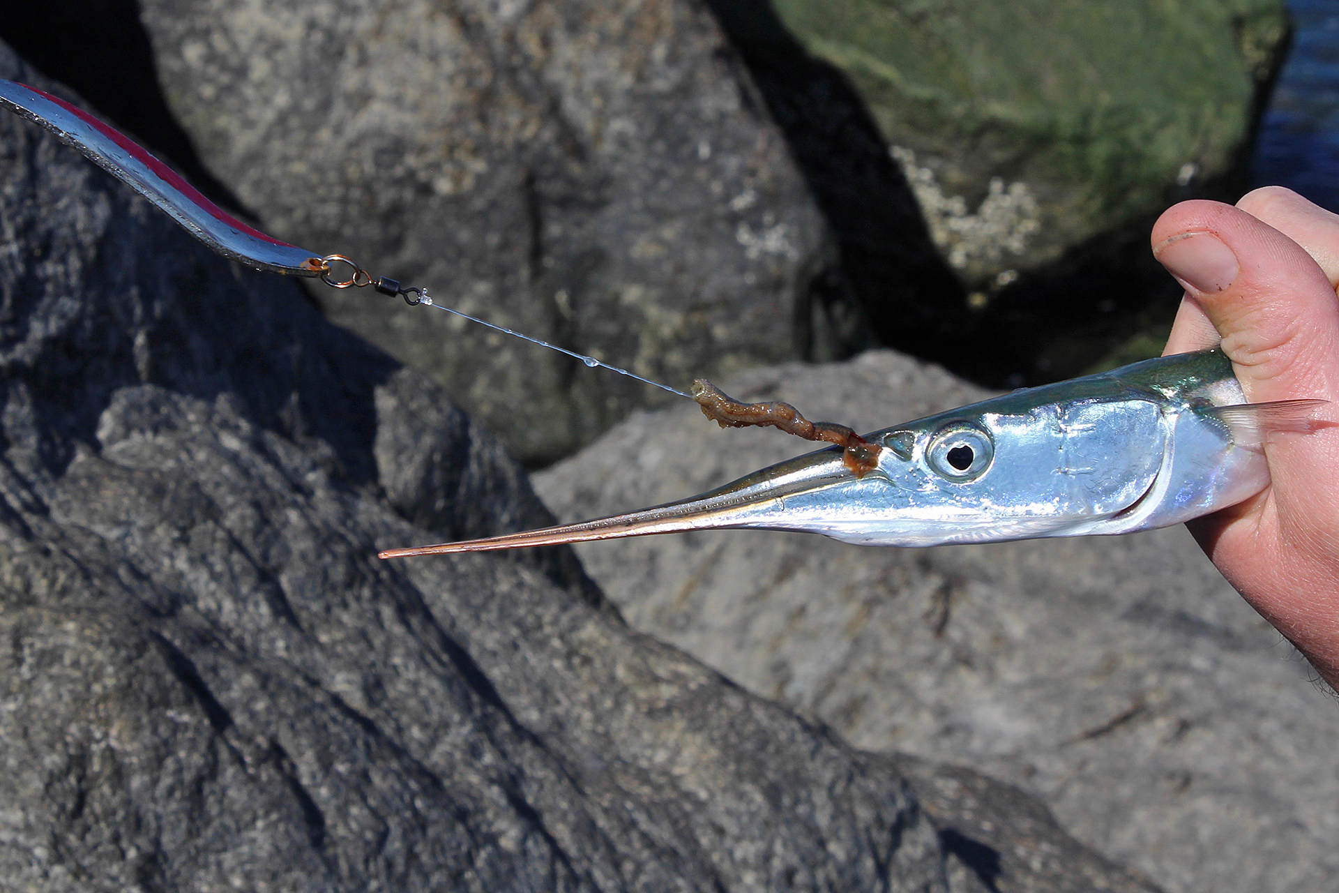 Hornfisch angeln mit Blinker und Seeringelwurm