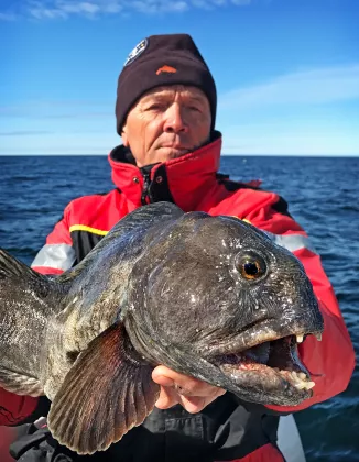 Steinbeißer angeln in Norwegen